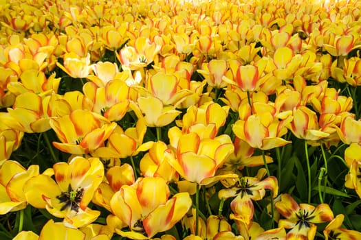 The tulip field in Keukenhof flower garden, Lisse, Netherlands, Holland