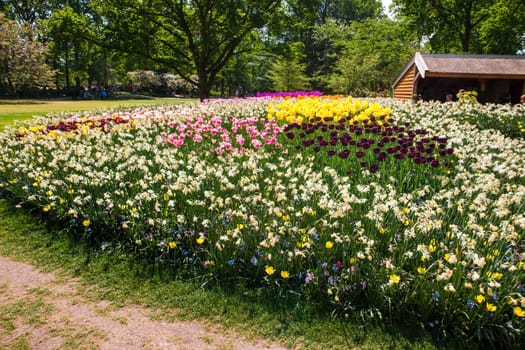 The tulip field in Keukenhof flower garden, Lisse, Netherlands, Holland