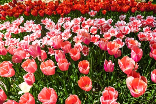 The tulip field in Keukenhof flower garden, Lisse, Netherlands, Holland