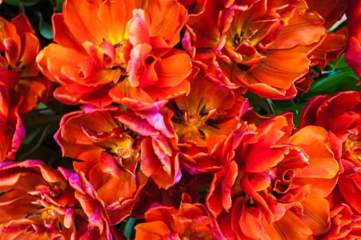 The tulip field in Keukenhof flower garden, Lisse, Netherlands, Holland