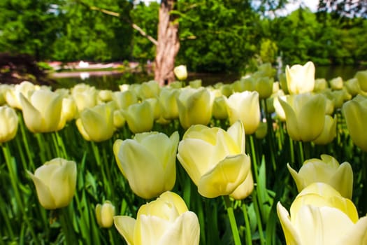 The tulip field in Keukenhof flower garden, Lisse, Netherlands, Holland