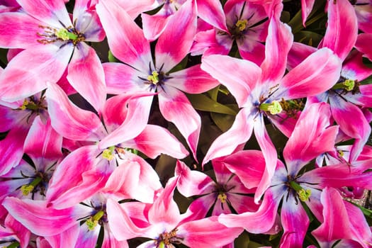 The colorful tulips close up in Keukenhof flower garden, Lisse, Netherlands, Holland