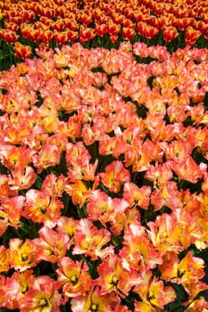 The tulip field in Keukenhof flower garden, Lisse, Netherlands, Holland
