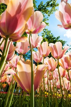 The colorful tulips close up in Keukenhof flower garden, Lisse, Netherlands, Holland