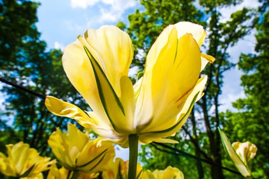 The colorful tulips close up in Keukenhof flower garden, Lisse, Netherlands, Holland