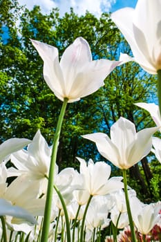 The colorful tulips close up in Keukenhof flower garden, Lisse, Netherlands, Holland