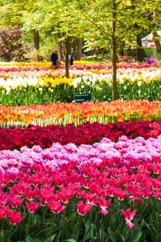 The tulip field in Keukenhof flower garden, Lisse, Netherlands, Holland