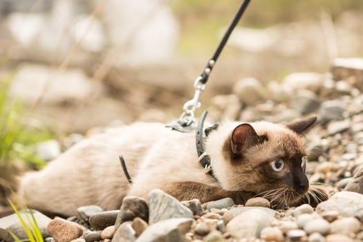 Beautiful cat, Siamese, on the rocks on the leash