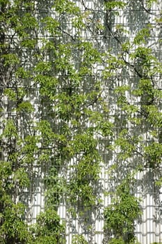 The metal frame and climbing frame for a climbing plant.