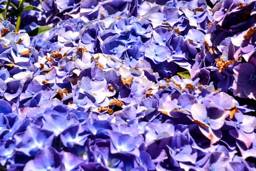 Photo Picture of Beautiful Blooming Flower Background