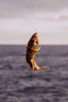 One Sea Fish Hooked over the Blue Atlantic Ocean
