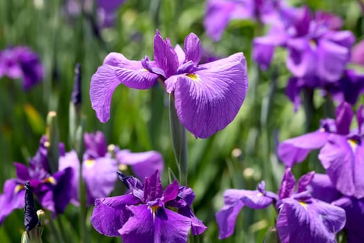 iris flower on flower bed