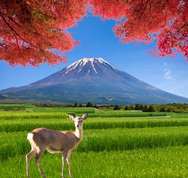 The Magic landscape of view on summer mountain with nice color