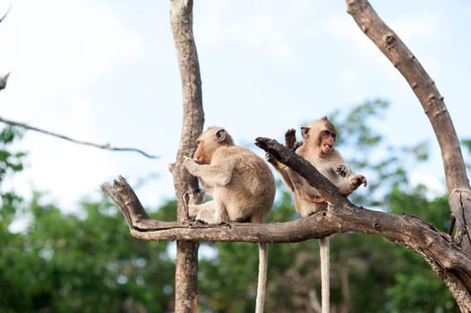 Monkey waiting for and looking for chance to stolen food in an island of andaman sea ,thailand. Lipe island.
