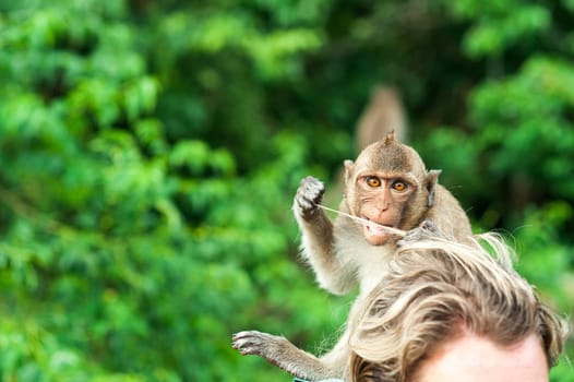 Monkey waiting for and looking for chance to stolen food in aisland of andaman sea ,thailand. Lipe island, monkey chews human hair