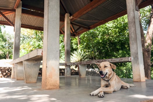 dog resting in the shade, put a paw