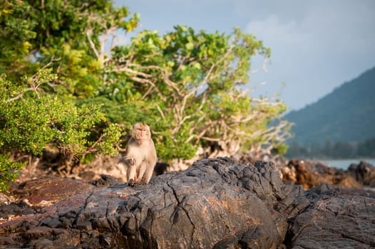 Monkey waiting for and looking for chance to stolen food in an island of andaman sea ,thailand. Lipe island.