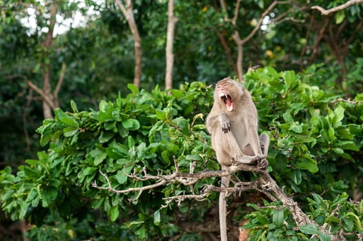 Monkey waiting for and looking for chance to stolen food in an island of andaman sea ,thailand. Lipe island.