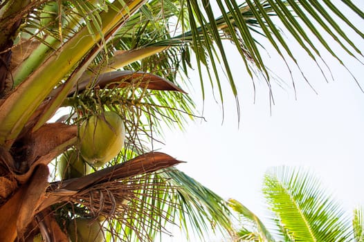 Palm Trees - Perfect palm trees against a beautiful blue sky