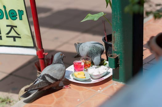pigeons on the streets of Pattaya, Thailand. from the trough peck rice