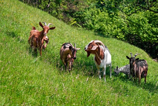 Goats graze on the green summer meadow.
