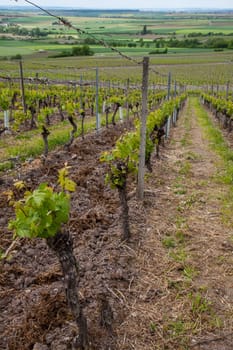 Vineyard in Main Franconian