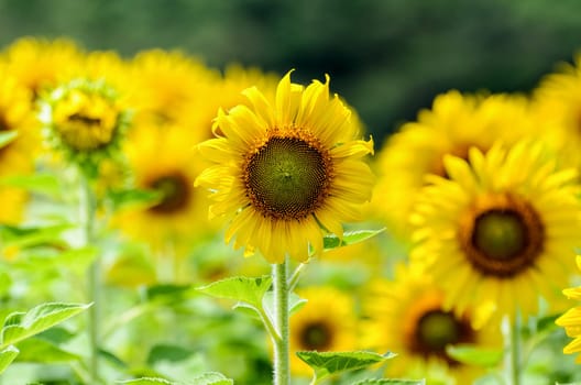 Many yellow flower of the Sunflower or Helianthus Annuus blooming in the farm, Thailand