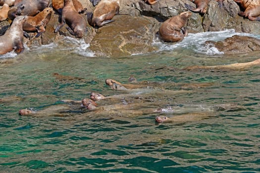 Stellar Sea Lions Swimming along the Shore in Prince William Sound in Alaska