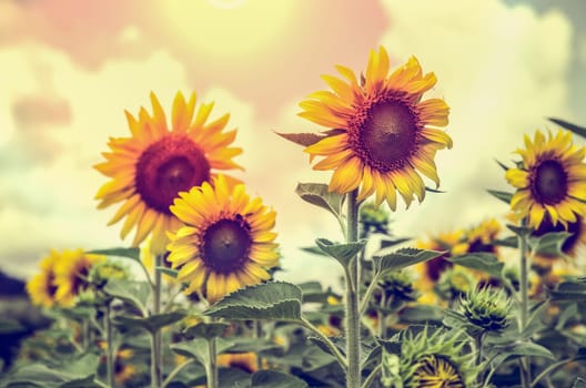 Vintage style many yellow flower of the Sunflower or Helianthus Annuus blooming under sunlight and the sun shines in the field on sky background, Thailand