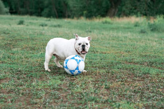 white English bulldog playing with soccer ball on the green field, outdoors