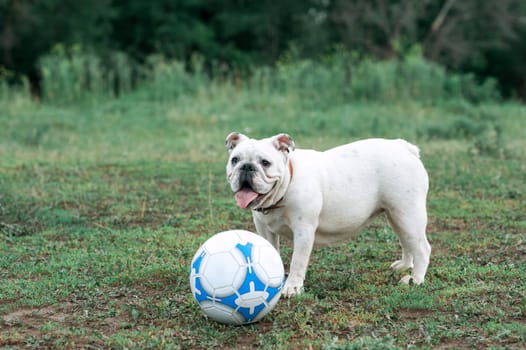 white English bulldog playing with soccer ball on the green field, outdoors
