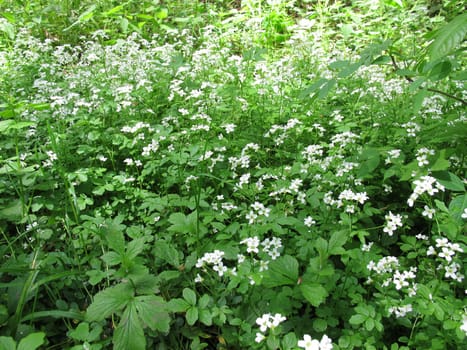 Flowering watercress,Nasturtium officinale