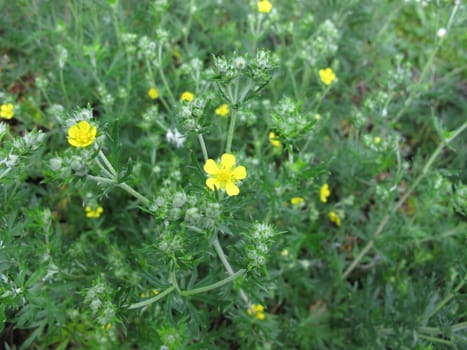 Flowering bloodwort,Potentilla erecta
