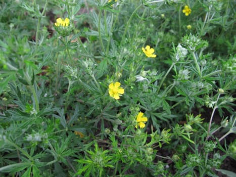 Flowering bloodwort,Potentilla erecta