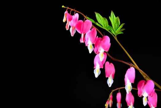 Flowers on a black background