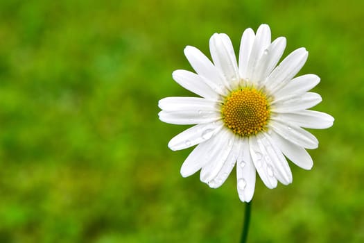 Margherita daisies flowers