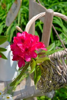 Rhododendron bouquet in a white tin jug