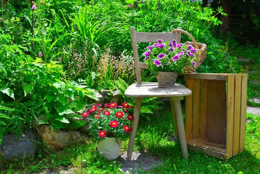 old chair in the garden with flowers in spring