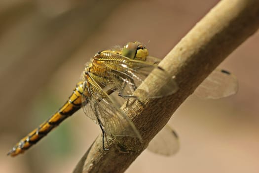 Newly hatched female Great Blue Arrow (Orthetrum cancellatum)