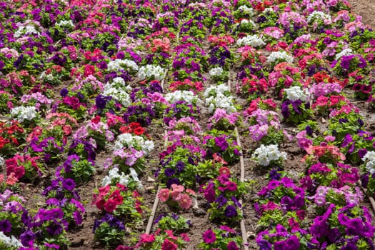 A coloured flowerbed made with many petunias