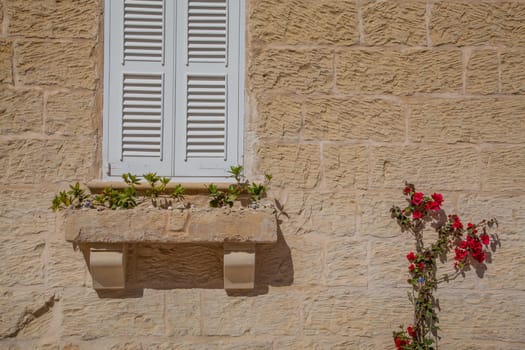 A growing flower plant on a wall with a closed cyan window