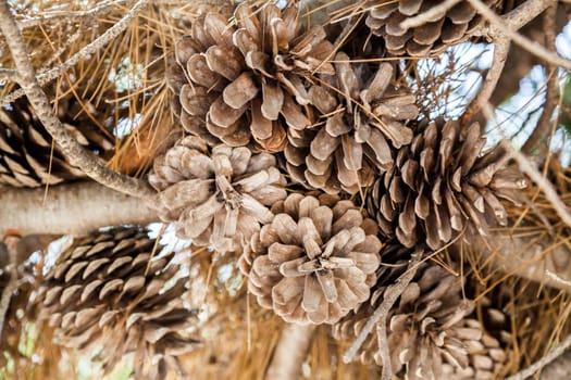 A set of drought acorns hanged to their tree