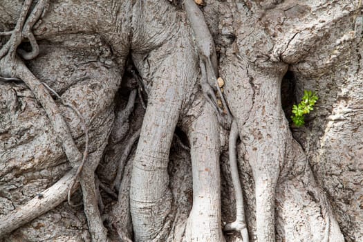 Very old grey roots knotted on their tree