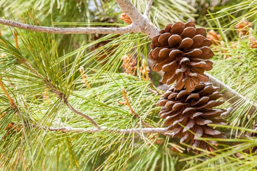 A couple of drought acorns hanged to their tree close to green leaves