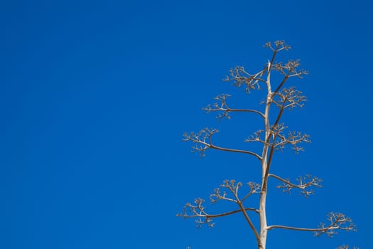 A tight and narrow tree over a blue sky