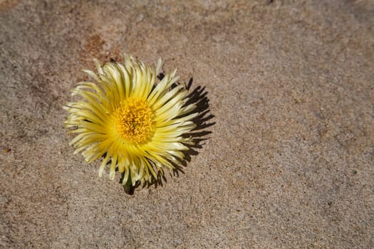 yellow flower on a ground conrete floor