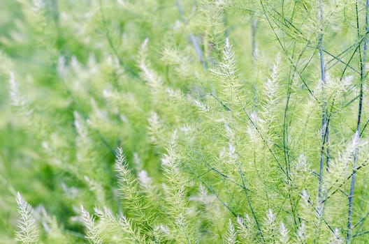 Natural background small green leaves of Asparagus Officinalis