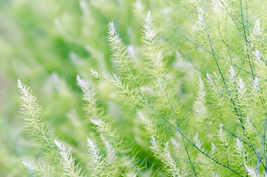 Natural background small green leaves of Asparagus Officinalis