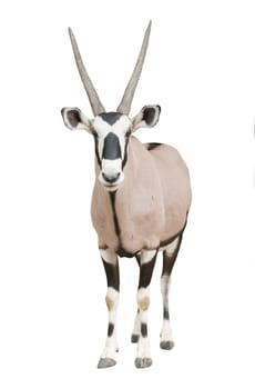 gemsbok or oryx gazella isolated on white background