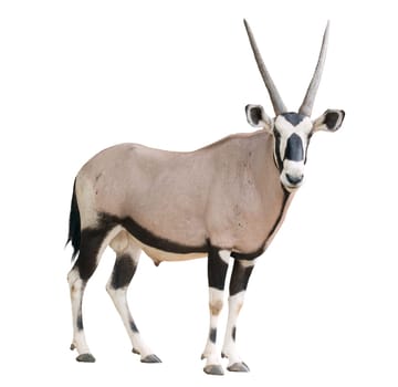 gemsbok or oryx gazella isolated on white background